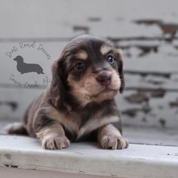 Dachshund Puppies from Dirt Road Doxies