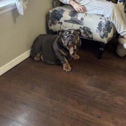 Ivy - Bulldog