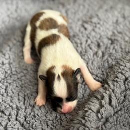 Lucie's white and sable boy 1 - White and sable male Papillon puppy in Shirley, Arkansas from Lucky Pups
