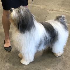 Glenn - Polish Lowland Sheepdog