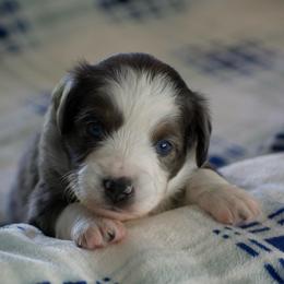 Maisie - Blue merle female Miniature American Shepherd puppy in Chocowinity, North Carolina from Foxtail Hollow