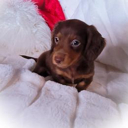 Dachshund and Great Dane Puppies from AZ's Prestigious Minature Dachshunds