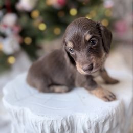 NOEL ready 12.24 - Chocolate and tan female Dachshund puppy in Richmond, Virginia from Irresistible Dachshunds & Cavaliers