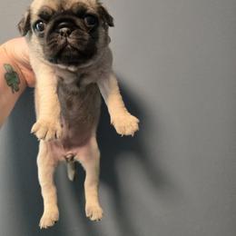 Girl 1 - Fawn female Pug puppy in Auburn, Kentucky from Prentice Family Pugs