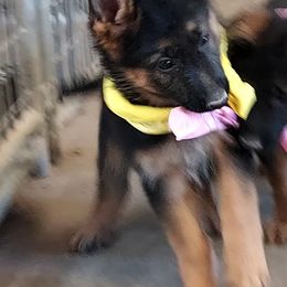German Shepherd Puppies from sharon Minerd