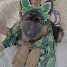 German Shepherd Puppies from Salty Raccoon Ranch German Shepherds