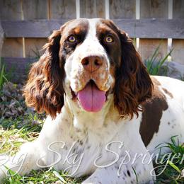Ember - English Springer Spaniel