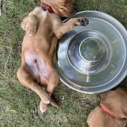 Boy 1 - Dark golden male Golden Retriever puppy in Mesick, Michigan from Wright Up North