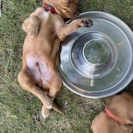 Boy 1 - Dark golden male Golden Retriever puppy in Mesick, Michigan from Wright Up North