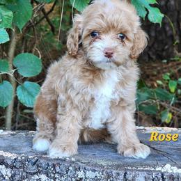 Rose - Red female Cockapoo puppy in Louisburg, North Carolina from Raven Oak's Mini Cockapoos and Mini Dachshunds
