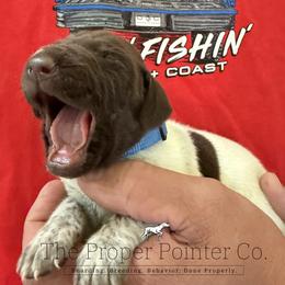 Boy 1 - male German Shorthaired Pointer puppy in Six Mile, South Carolina from The Proper Pointer Co.