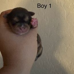 Boy 1 - Black gold and white male Shorkie puppy in San Tan Valley, Arizona from Great Mates