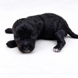 Lixira's Valentino - Black male Poodle puppy in Sumter, South Carolina from Lixira Poodles LLC
