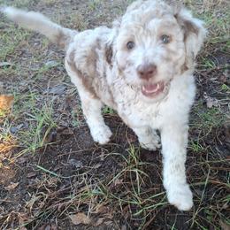 Aussiedoodle and Miniature Australian Shepherd Puppies from Aussies Acre