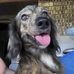 Camo - Dachshund