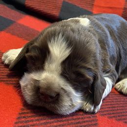 Dasher - Liver white and roan male English Springer Spaniel puppy in Hudson, Michigan from Picky’s Puppies