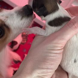 Papillon Puppies from Kerwan Papillons