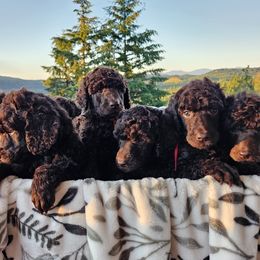 Pink girl - Poodle puppy from Coplar Creek Standard Poodles