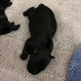 Standard Schnauzer Puppies from Stahlkrieger Standard Schnauzers