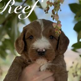 Sycamore Canyon's Reef - Caramel red male Australian Labradoodle puppy in Riverside, California from Sycamore Canyon Labradoodle