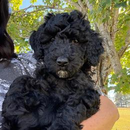 Blue boy (Neville) - Black male Bernedoodle puppy in Moulton, Alabama from Triple W Doodles