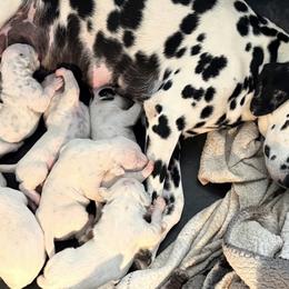 Male 5 - White and black male Dalmatian puppy in Lake Mathews, California from Bully Market