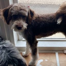 Kizzy - Aussiedoodle
