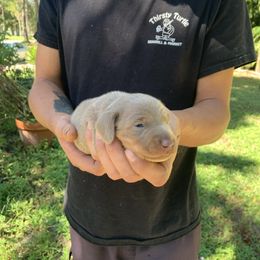 David - Fawn (isabella) and tan male Dachshund puppy in Florida from Lazy Acres Farm