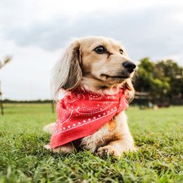 Ellie - Dachshund