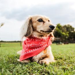 Ellie - Dachshund