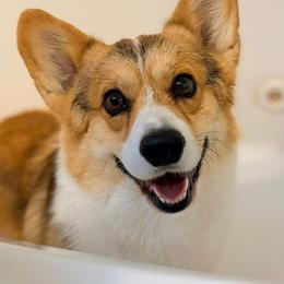 Walsh - Sable male Pembroke Welsh Corgi puppy in Belle Fourche, South Dakota from BellamyHills Corgis
