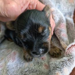Eloy - Black and gold male Yorkshire Terrier puppy in Gatesville, Texas from KontryKritterz Yorkies