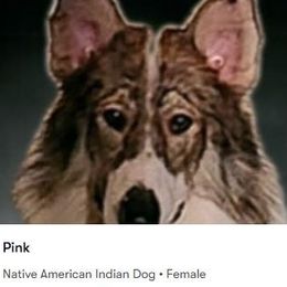 Native American Indian Dog puppies from Night Eyes NAIDs