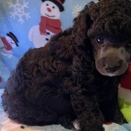 Poodles from Pinky Toypoodle Jackson