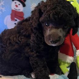 Poodles from Pinky Toypoodle Jackson