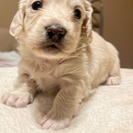 Dachshund Puppies from Chilidog Dachshunds