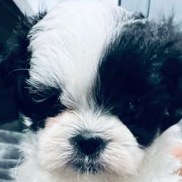 Girl 1 - Black and white female Shih Tzu puppy in Winston Salem, North Carolina from Jay&Ray Shih Tzu’s