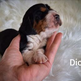 Dice - Black brown and white male Basset Hound puppy in Mack's Creek, Missouri from Mack's Creek Basset Hounds