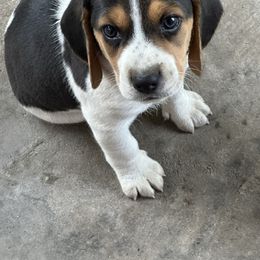 Boy 2 - Tigger - Black tan and white male Beagle puppy in Sacramento, California from Alton Beagles