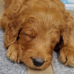 Goldendoodle Puppies from Rustic Road Doodles