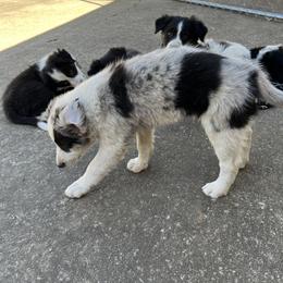 Border Collie Puppies from Roaring River Border Collies