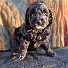 Rain - Phantom female Goldendoodle puppy in Eugene, Oregon from Oregon's Legendary Goldendoodles