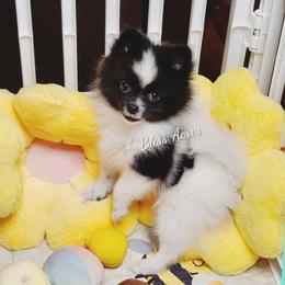 Polly - Black parti female Pomeranian puppy in Ponca City, Oklahoma from Bliss Acres Farm