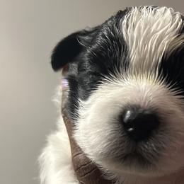 Shih Tzus from Sherrie’s Pups