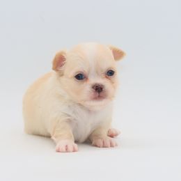 Royer - Cream and white male Chihuahua puppy in Tulsa, Oklahoma from H-3 Chihuahuas