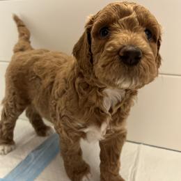 Latte - Apricot female Goldendoodle puppy in Fulshear, Texas from Little Potatoes