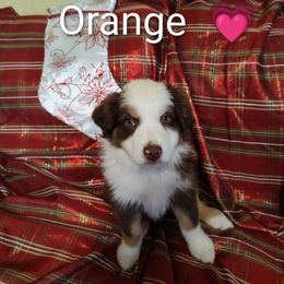 Miniature Australian Shepherd Puppies from Terri's Mini Aussies