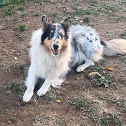 Mollie - Collie