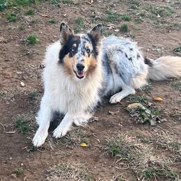 Mollie - Collie