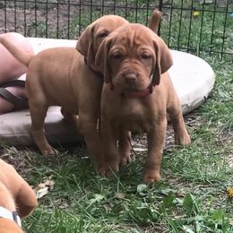 Vizsla Puppies from Maplewood Vizslas